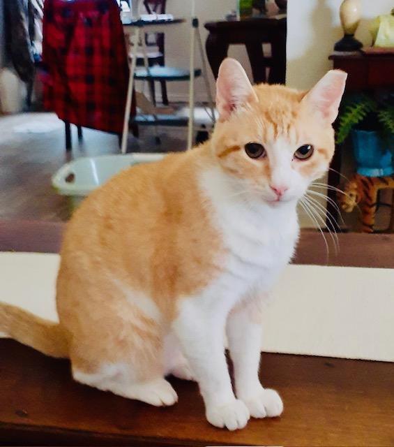 Joey, Adoptable, Young Male American Shorthair.