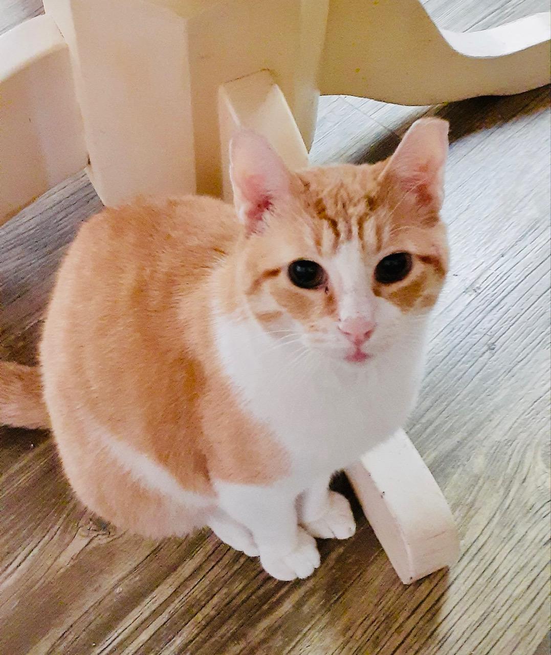 Joey, a Adoptable American Shorthair in Bertram, TX image 2/2