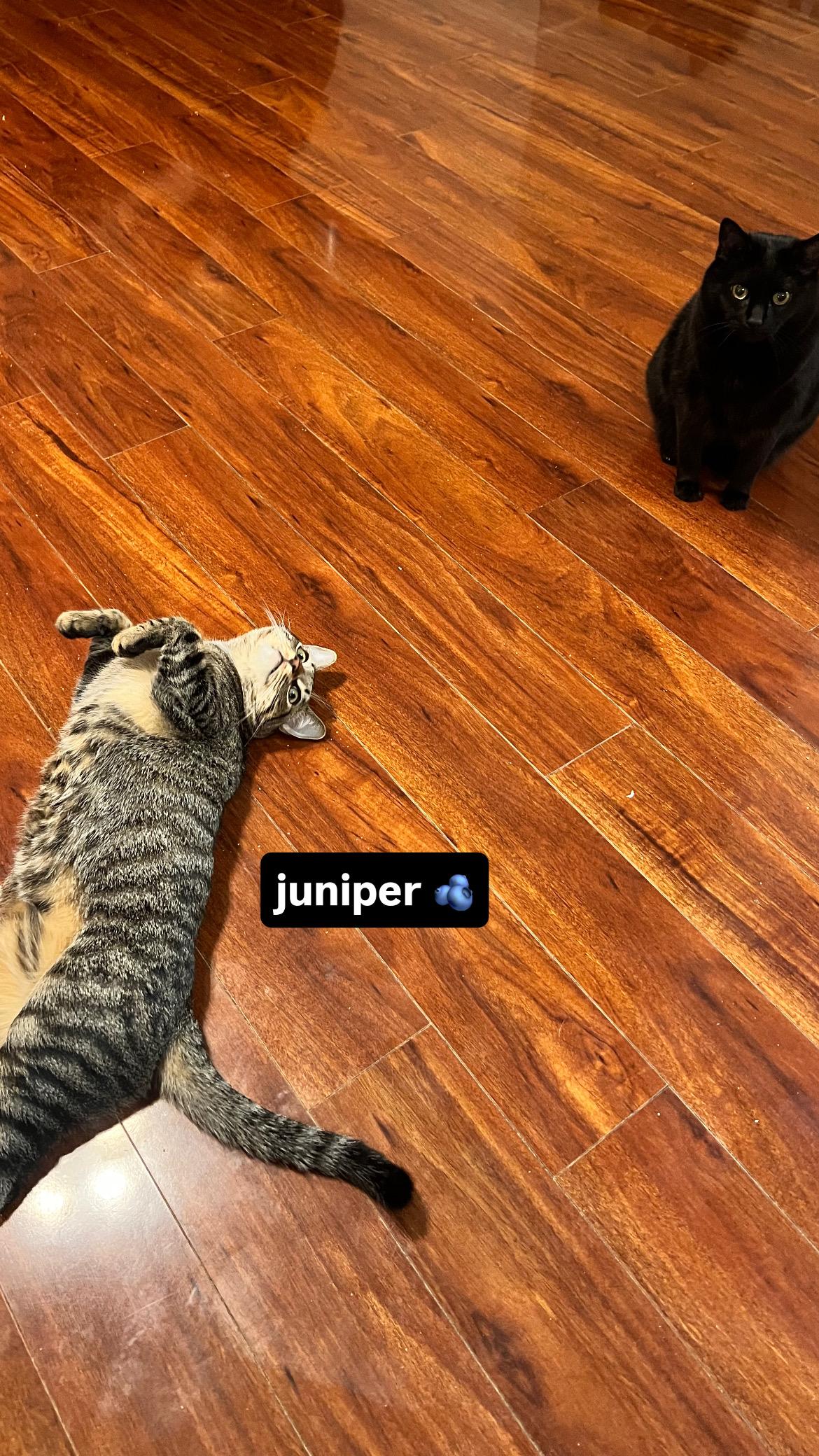 Juniper, a Adoptable Domestic Short Hair in Davis, CA image 5/5