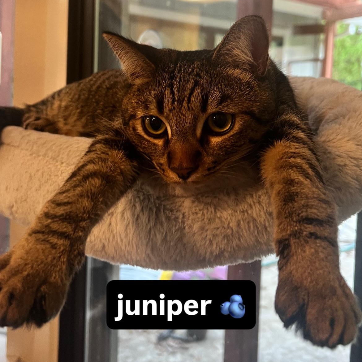 Juniper, Adoptable, Young Male Domestic Short Hair.