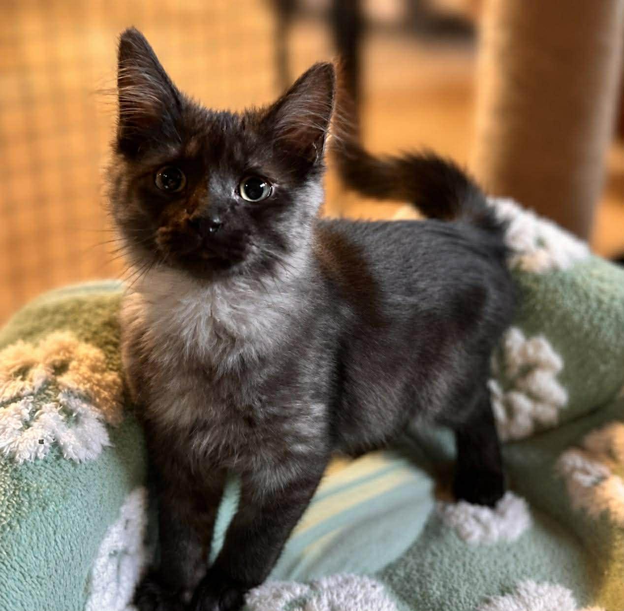 Enlarge Shamus, an adoption pending Domestic Long Hair in Shakopee, MN image 1/1