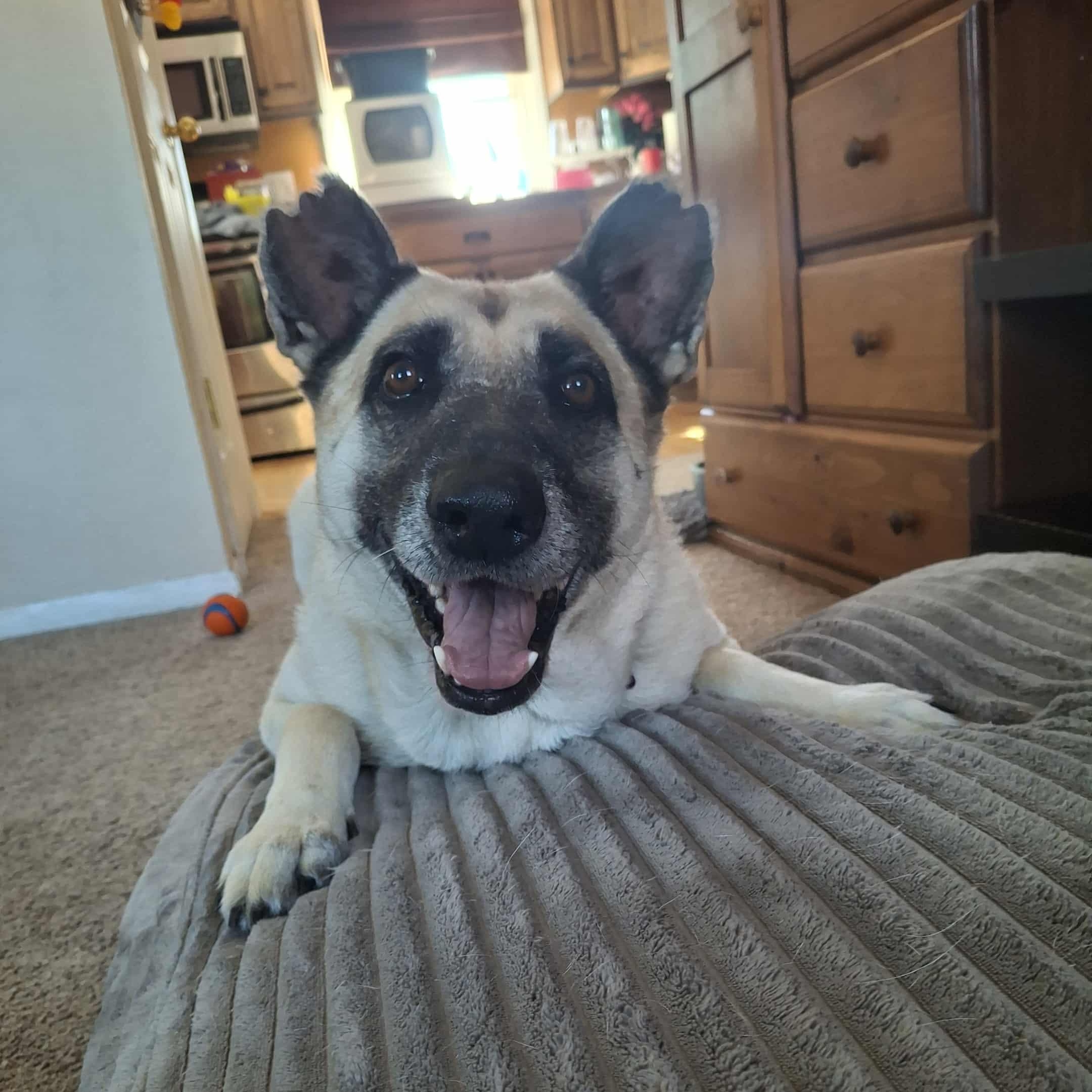 Hope, Adoptable, Adult Female German Shepherd Dog & Belgian Shepherd / Malinois.