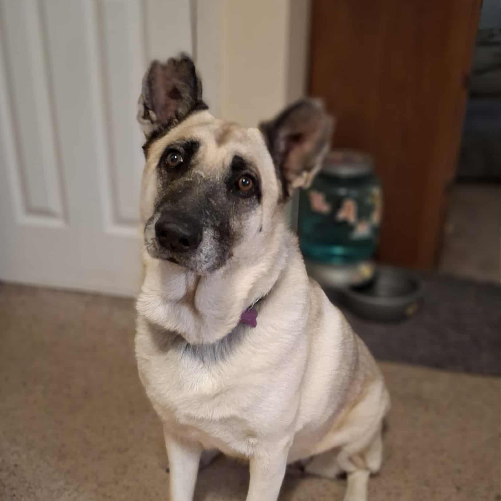 Enlarge Hope, a Adoptable mixed breed in Geneseo , IL image 2/5