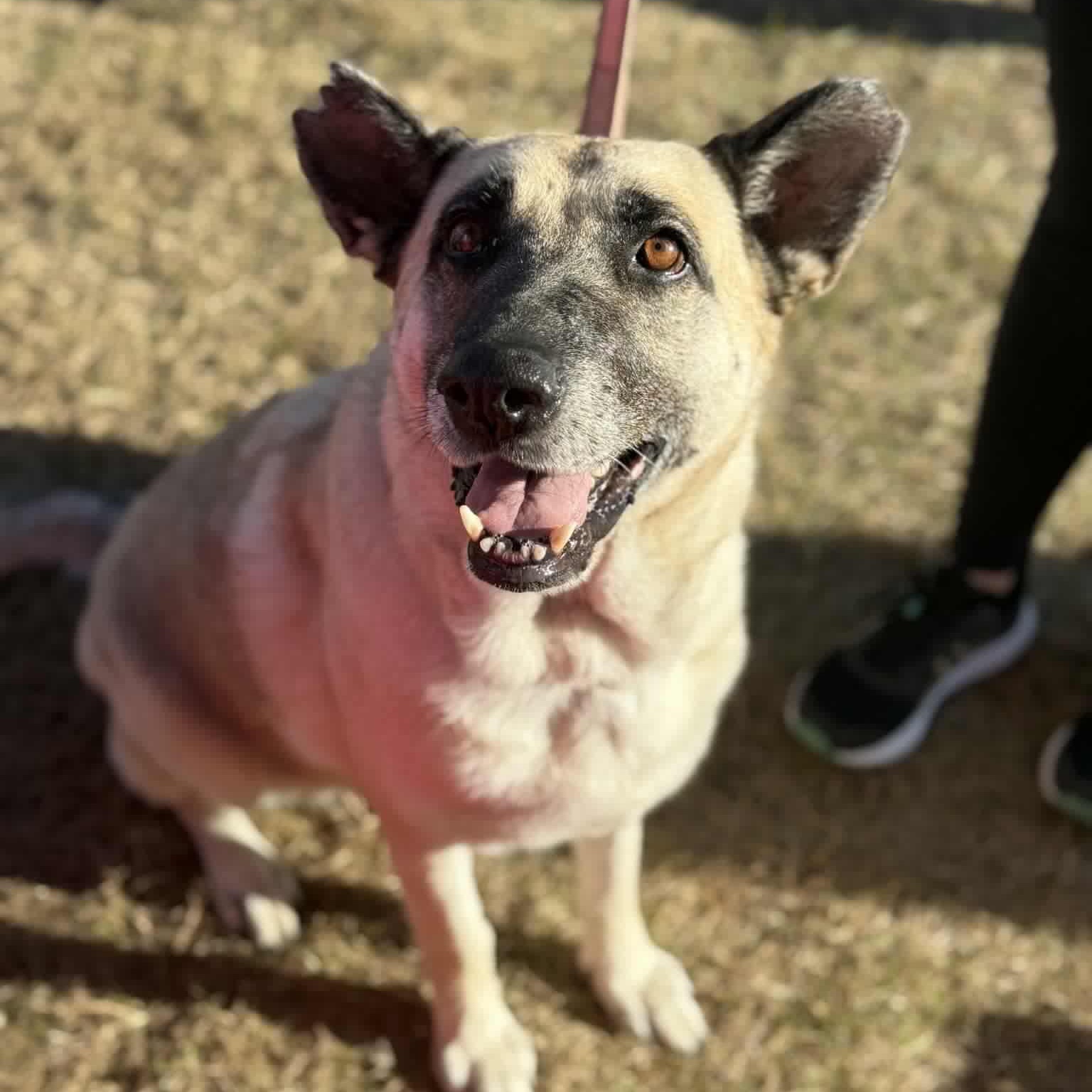 Enlarge Hope, a Adoptable mixed breed in Geneseo , IL image 3/5