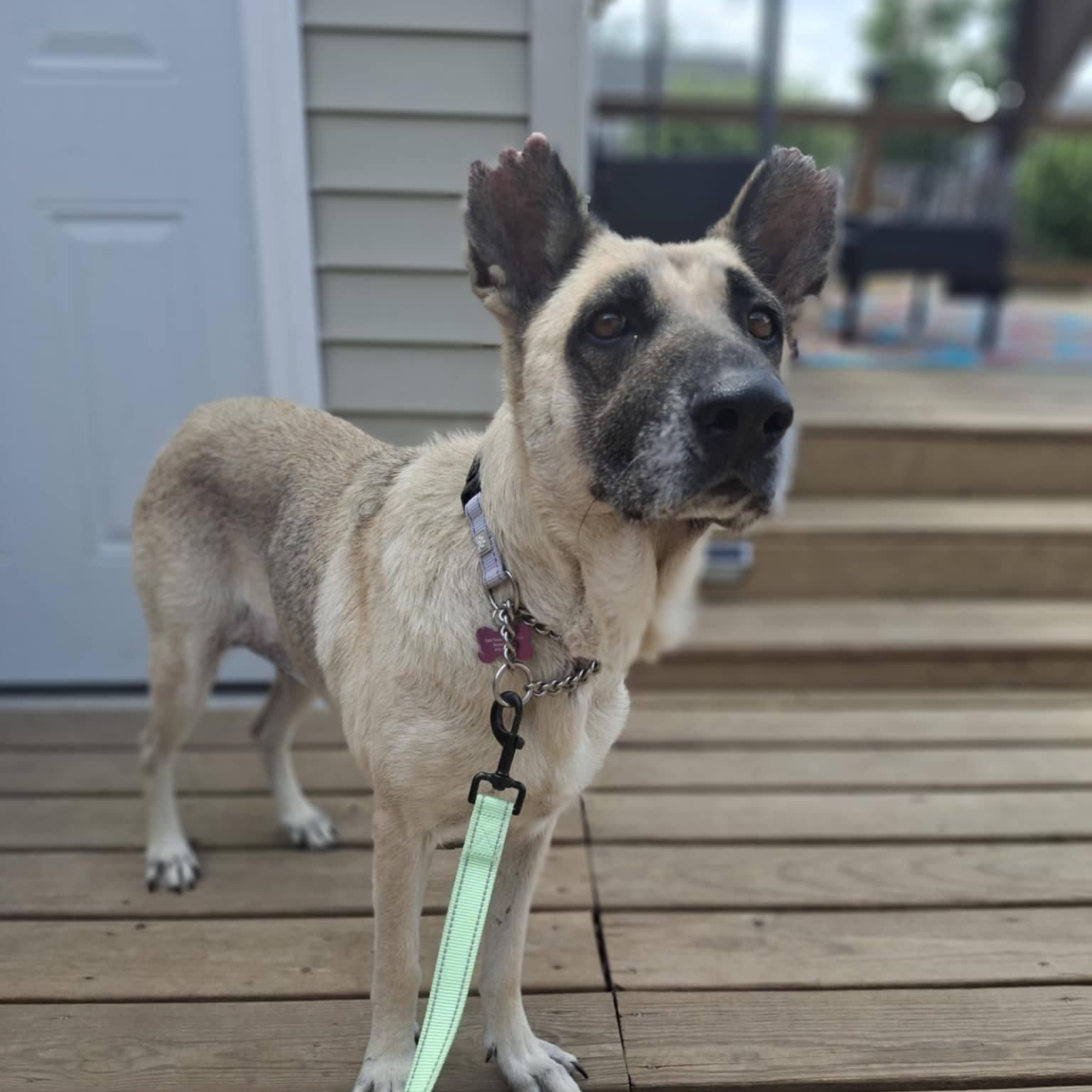 Enlarge Hope, a Adoptable mixed breed in Geneseo , IL image 4/5