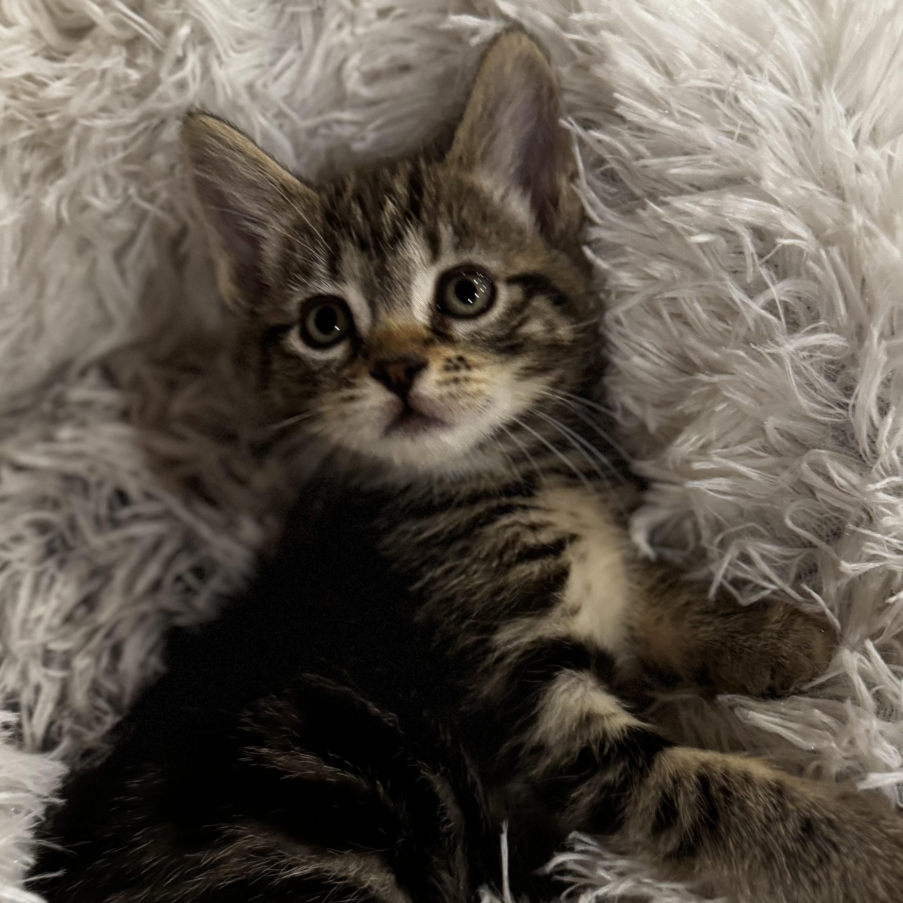 Phoebe, Adoptable, Kitten Female Domestic Short Hair.