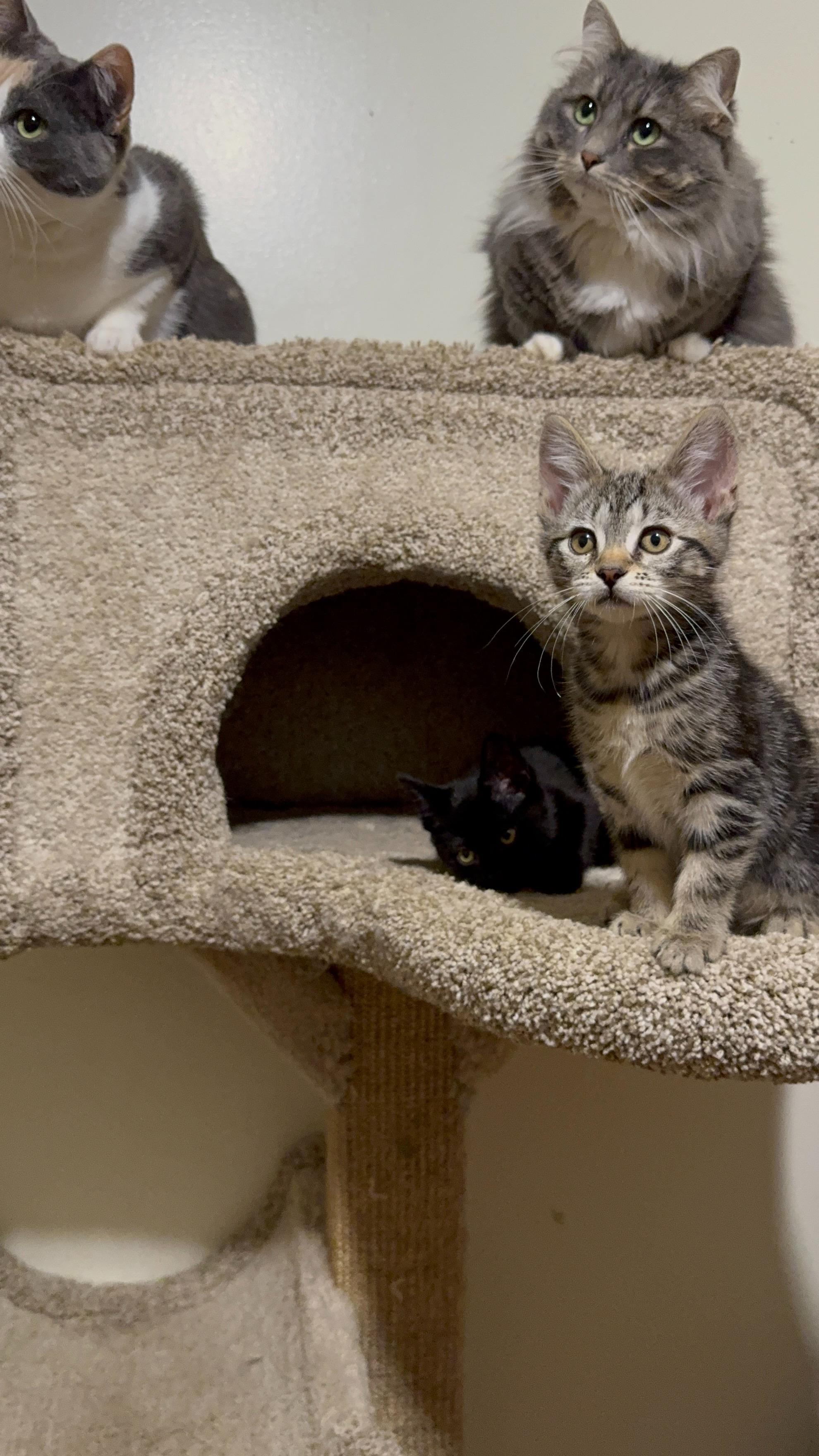 Phoebe, a Adoptable Domestic Short Hair in Roberts Creek, BC image 2/4