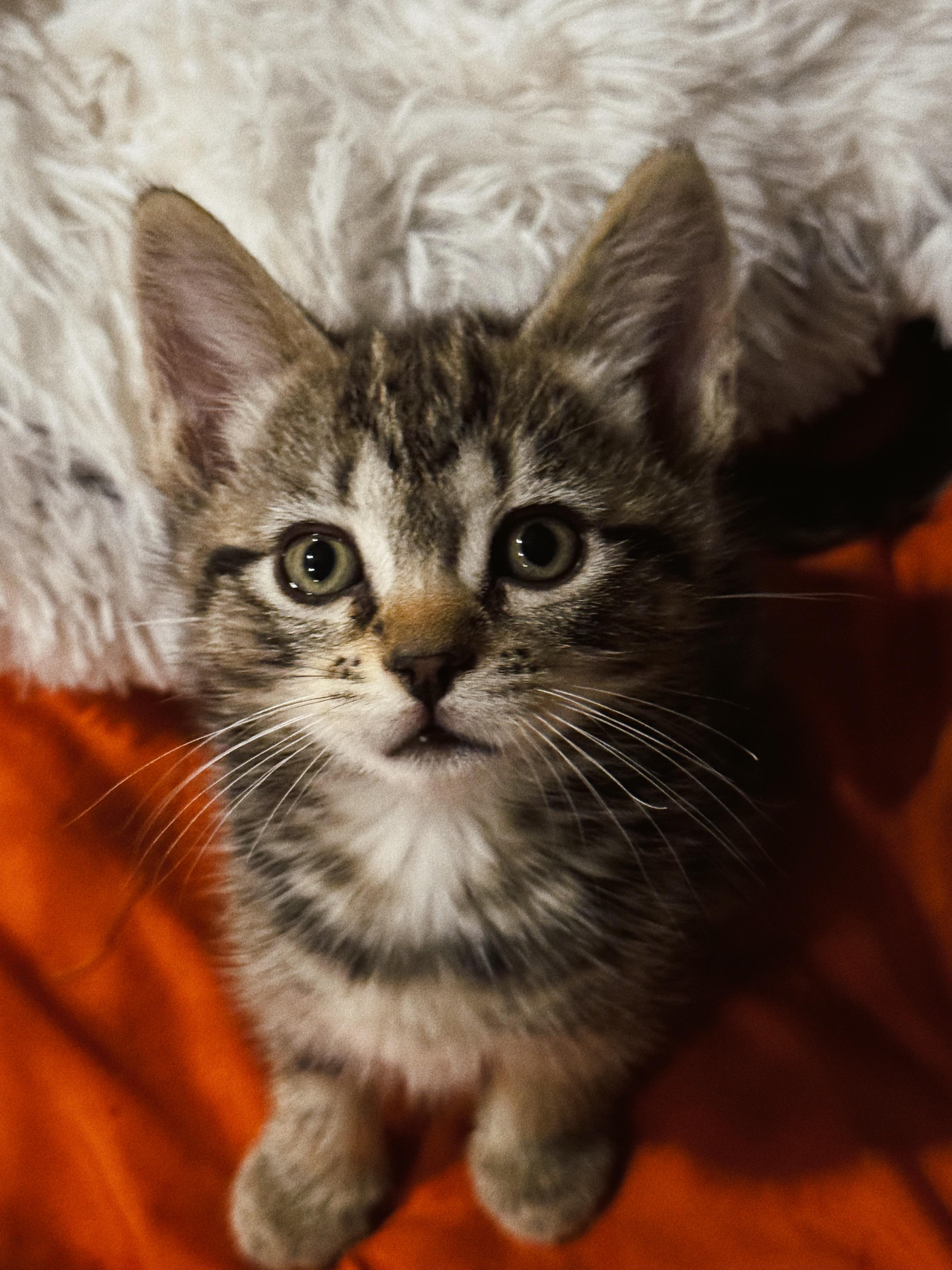 Phoebe, a Adoptable Domestic Short Hair in Roberts Creek, BC image 4/4