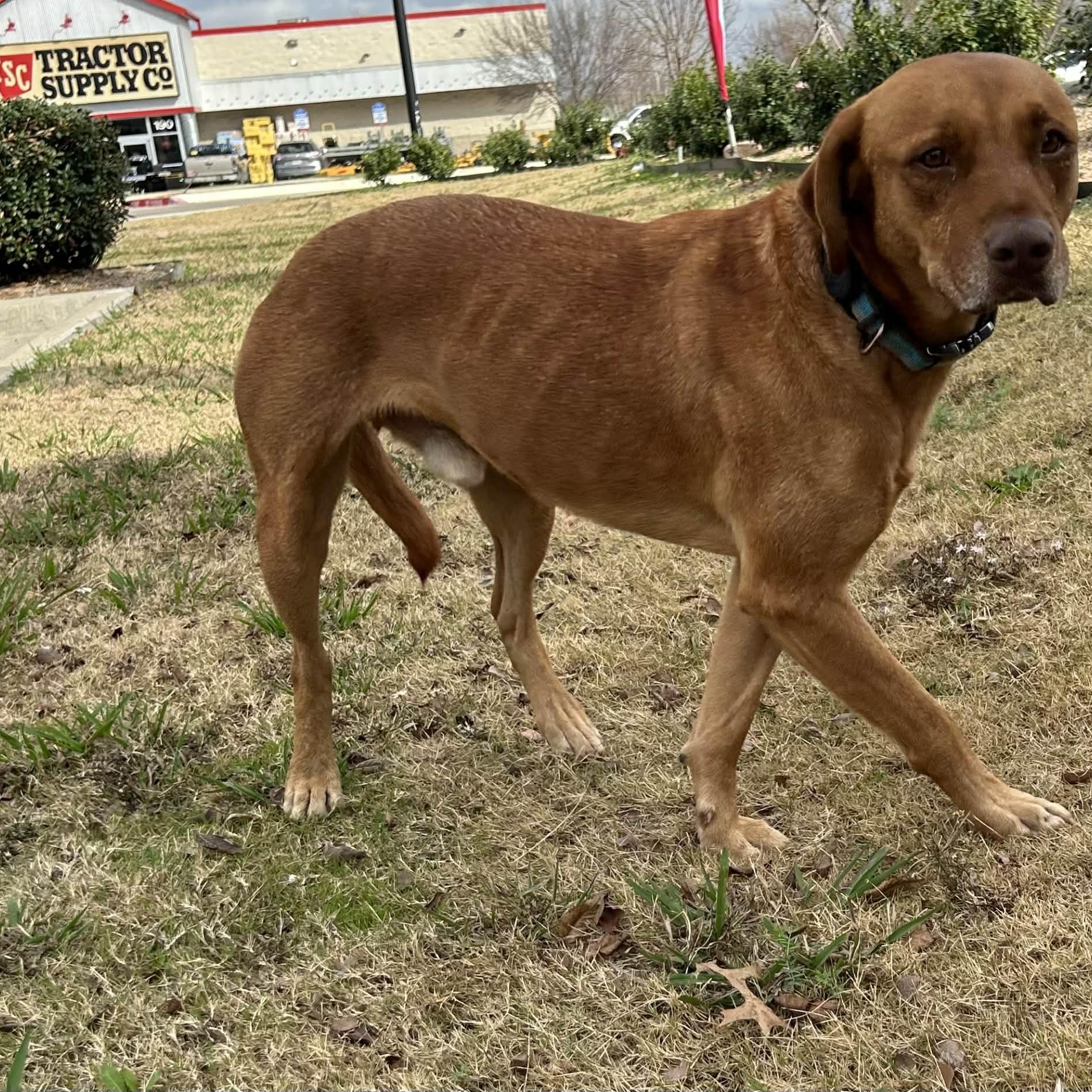 Enlarge CARWASH BUDDY LIVES AT THE CARWASH, a Adoptable mixed breed in Flower Mound, TX image 3/3