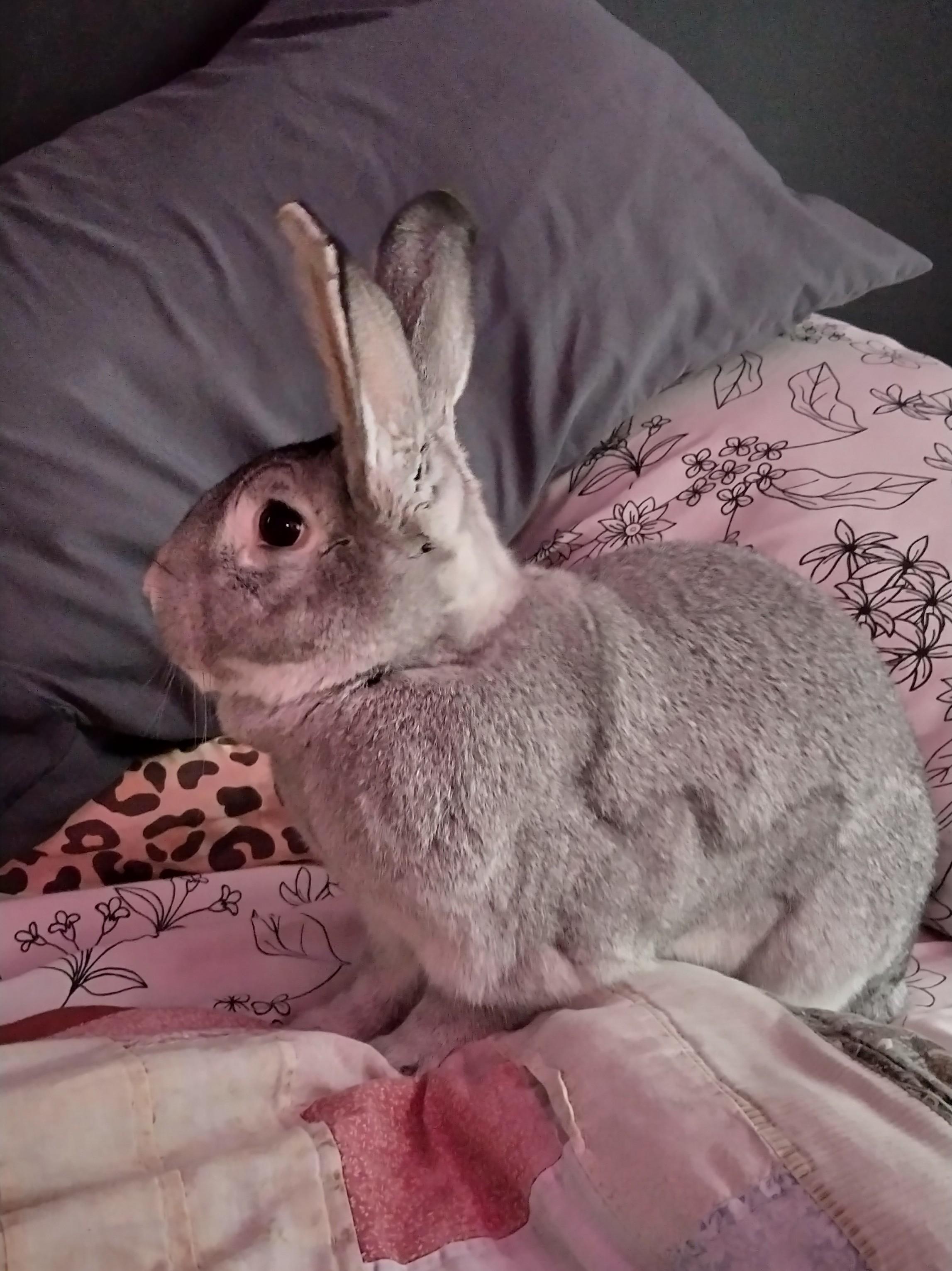 Jojo, ADOPTABLE, Young Male Chinchilla.