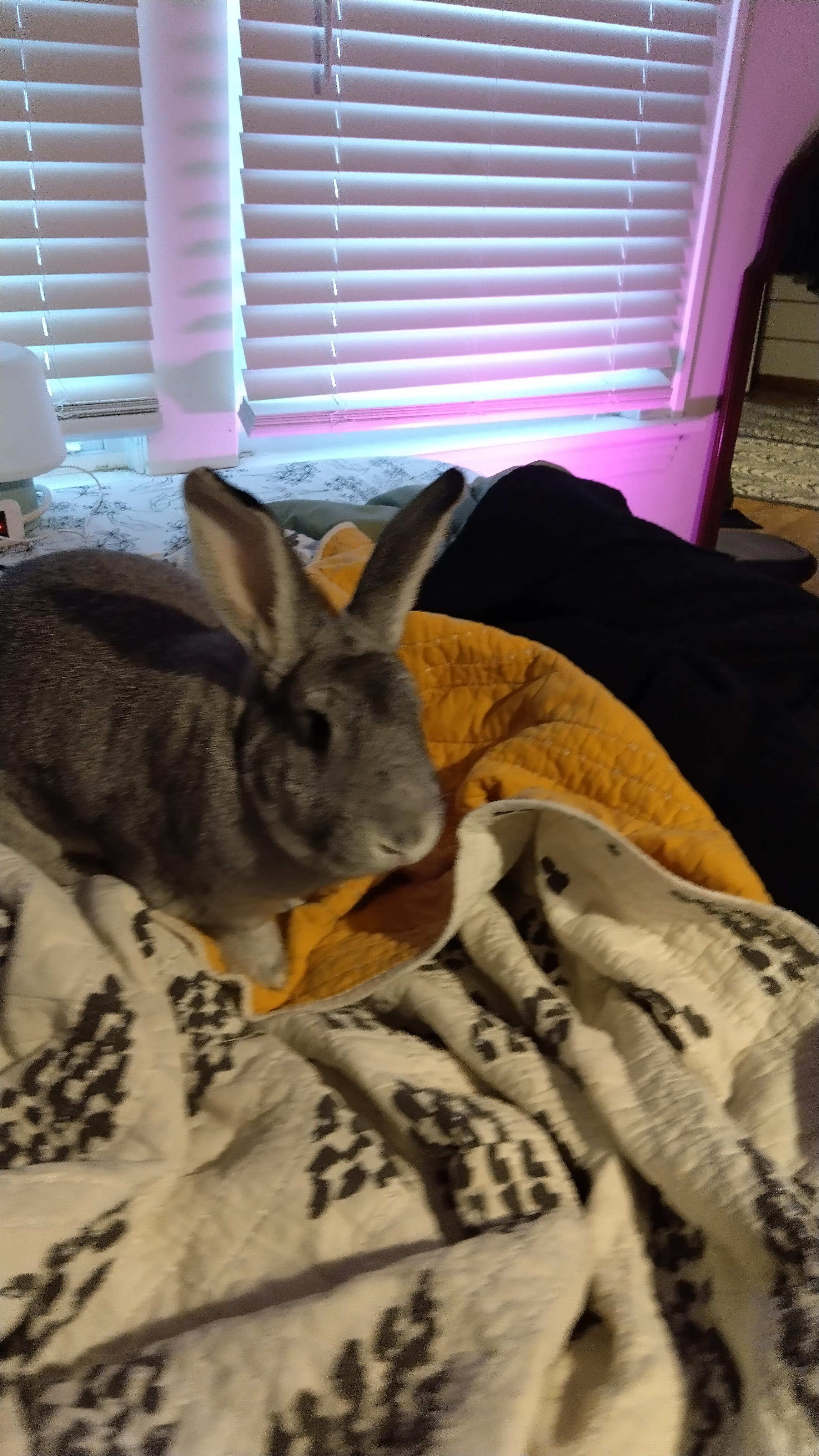 Enlarge Jojo, a ADOPTABLE mixed breed in Cleveland, OH image 3/4