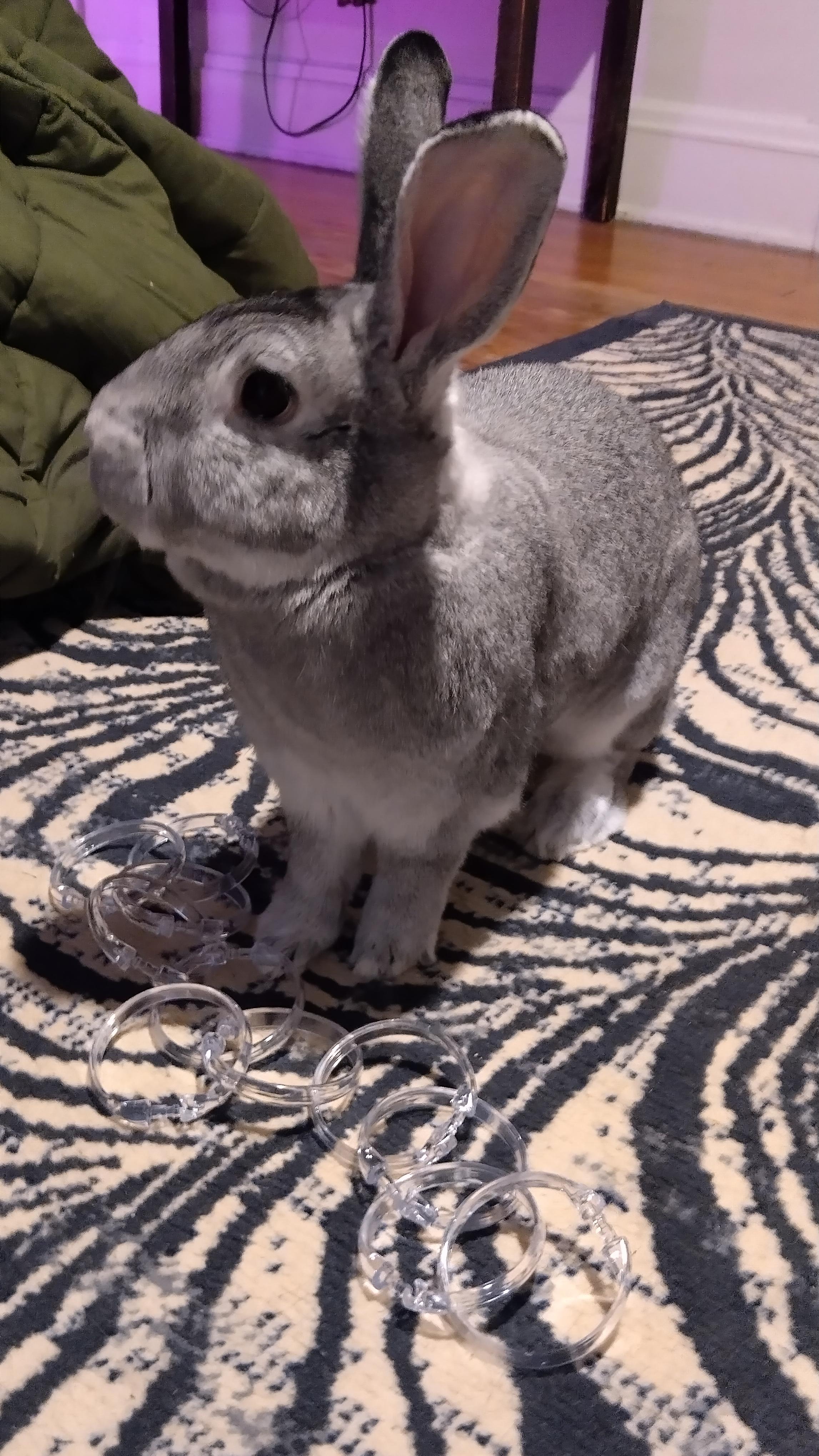 Enlarge Jojo, a ADOPTABLE mixed breed in Cleveland, OH image 2/4