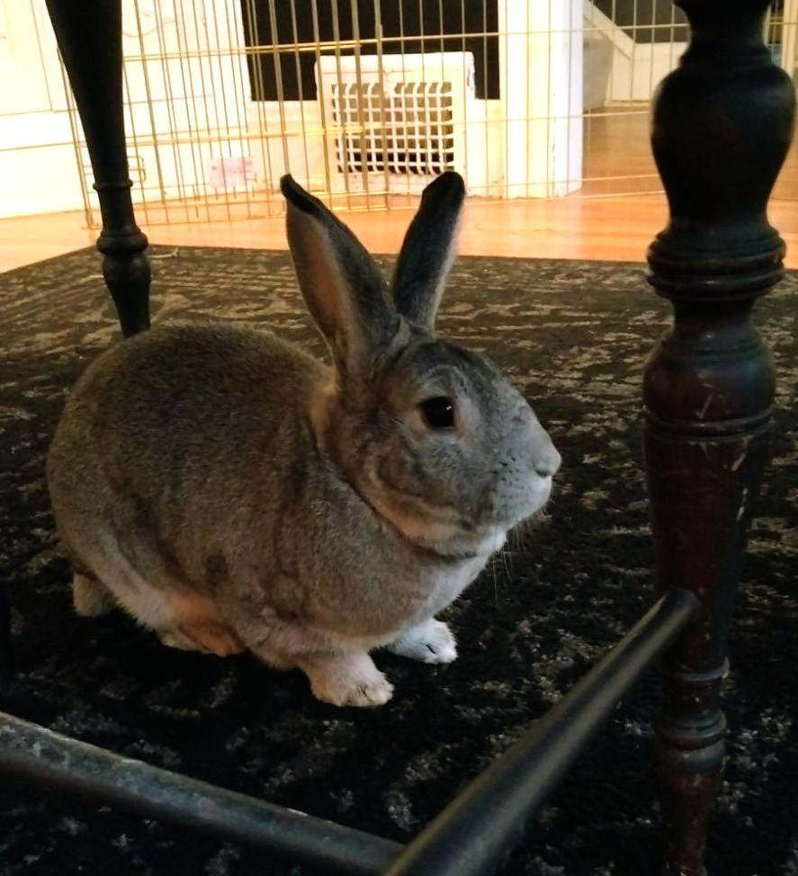 Enlarge Jojo, a ADOPTABLE mixed breed in Cleveland, OH image 4/4