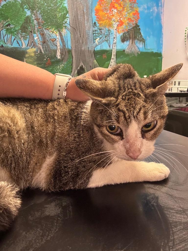 Gramps, Adoptable, Adult Male Domestic Short Hair.