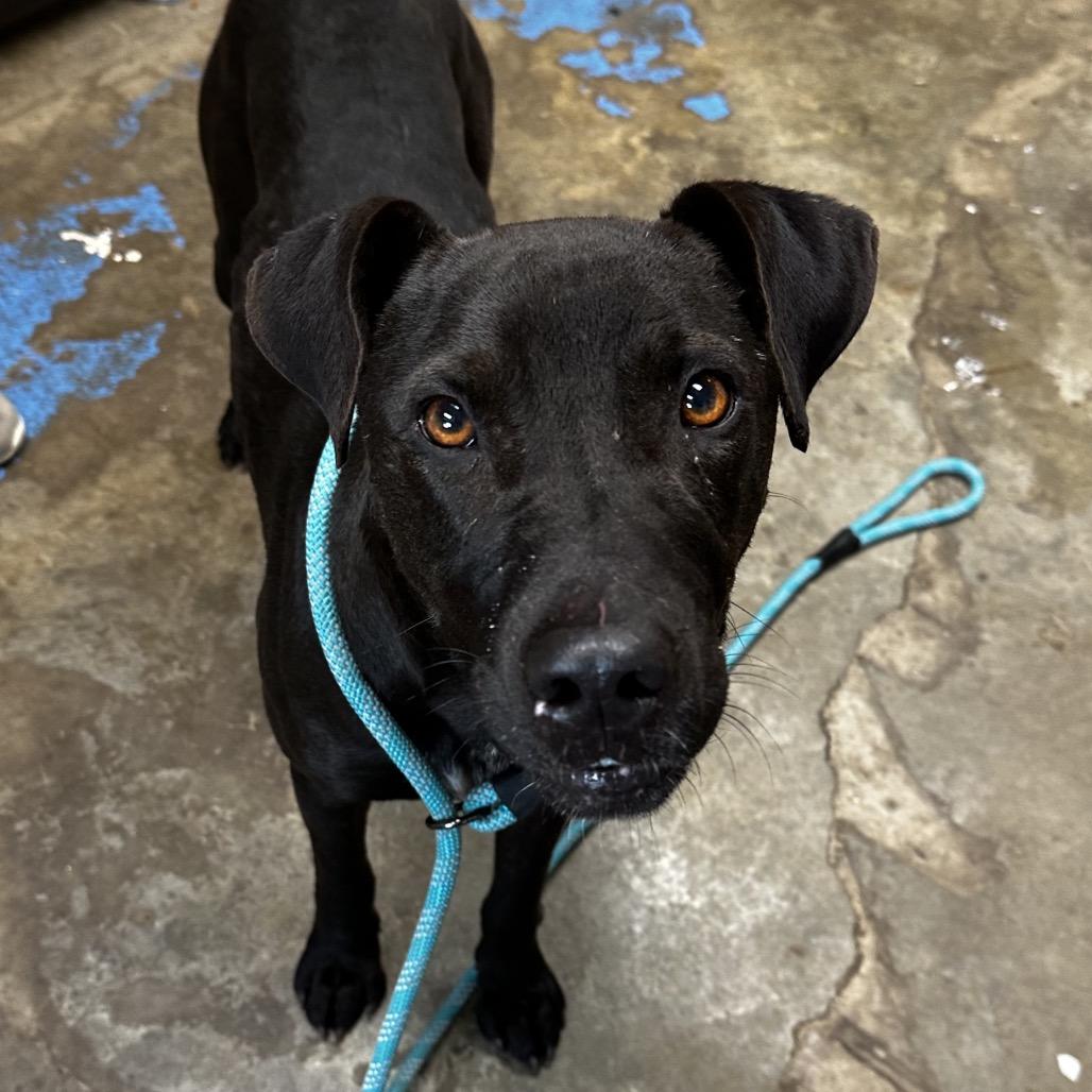 Enlarge Tobias, a Adoptable Labrador Retriever in Cleveland, MS image 1/1