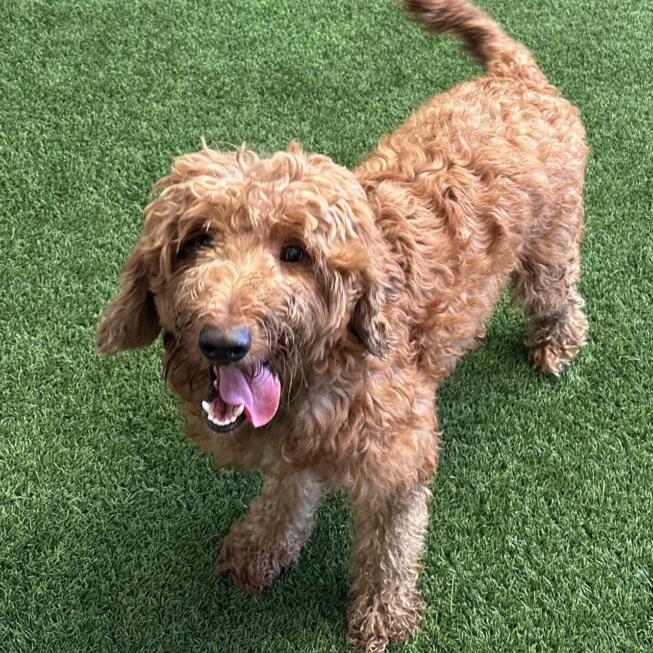 Enlarge Bruno, a Adoptable Standard Poodle in Burlingame, CA image 1/2