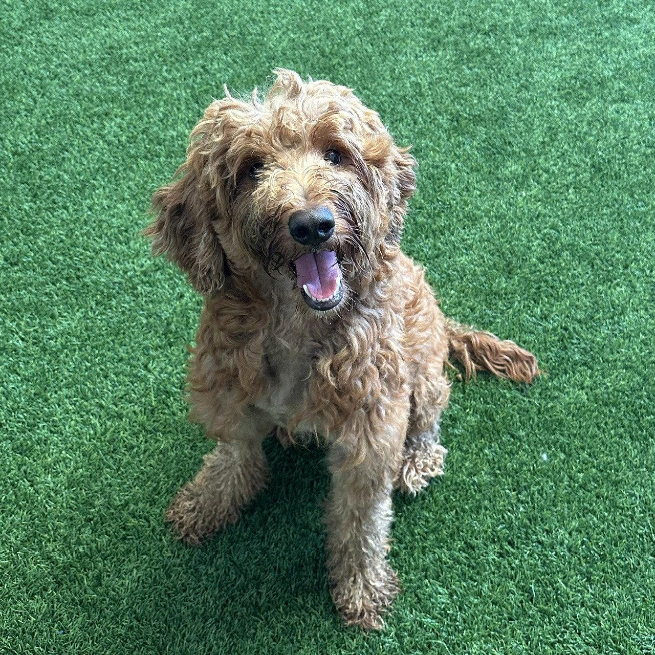 Enlarge Bruno, a Adoptable Standard Poodle in Burlingame, CA image 2/2