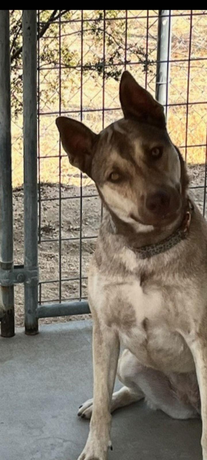 Enlarge Harley, a Adoptable mixed breed in Mentone, CA image 1/1