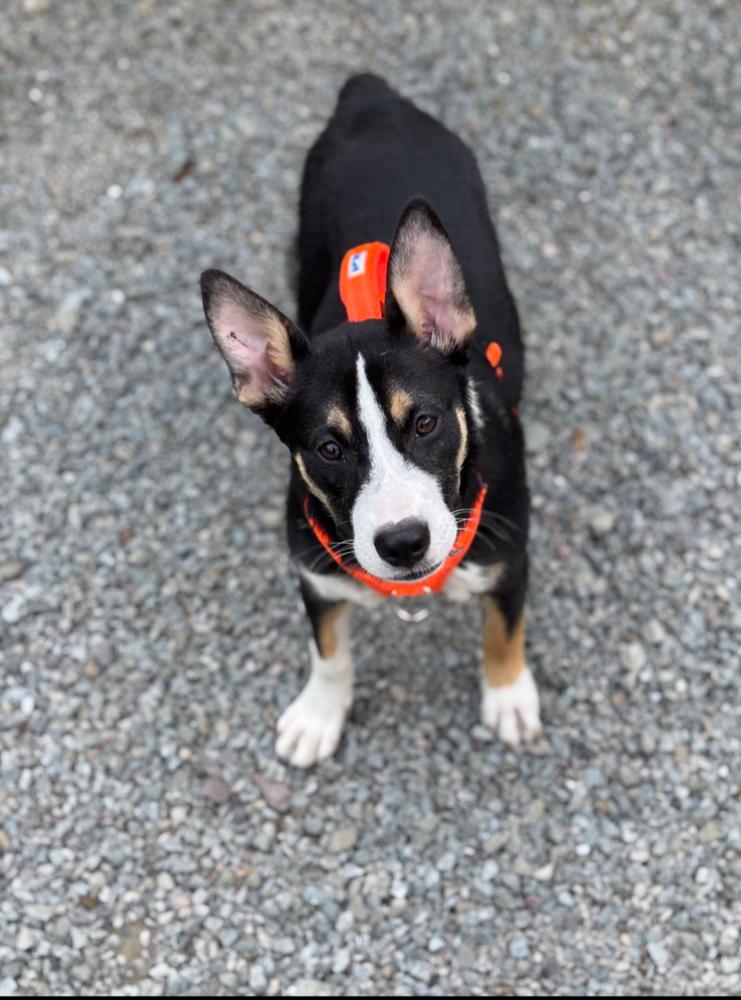 KAYLI, Adoptable, Young Female Corgi.