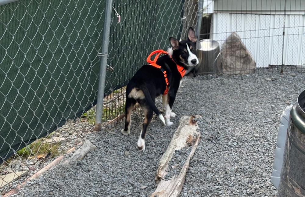 Enlarge KAYLI, a Adoptable mixed breed in Thompson, PA image 2/6