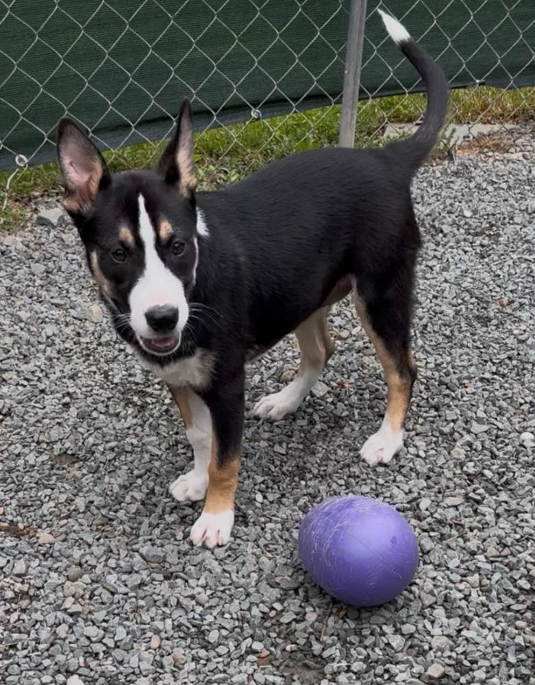 Enlarge KAYLI, a Adoptable mixed breed in Thompson, PA image 3/6