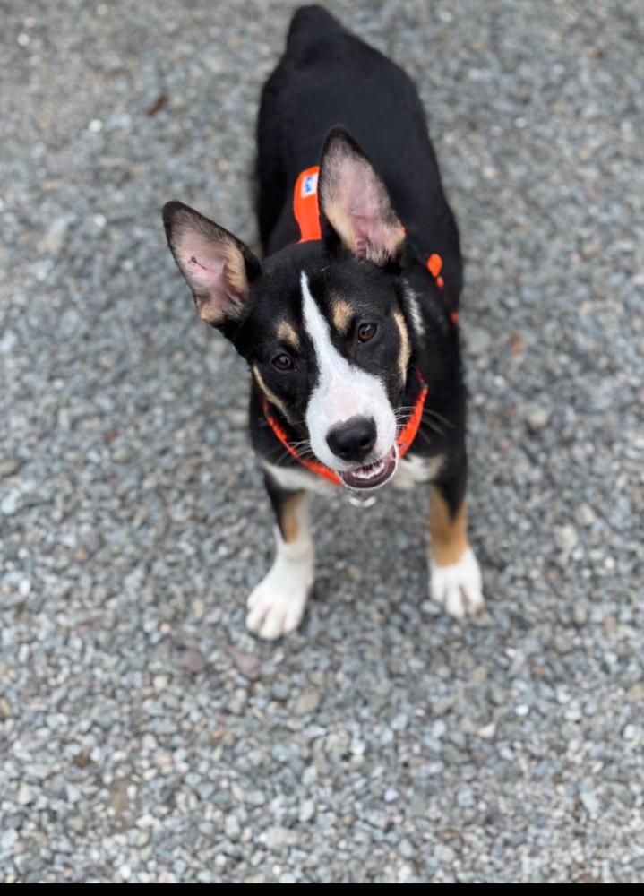 Enlarge KAYLI, a Adoptable mixed breed in Thompson, PA image 4/6