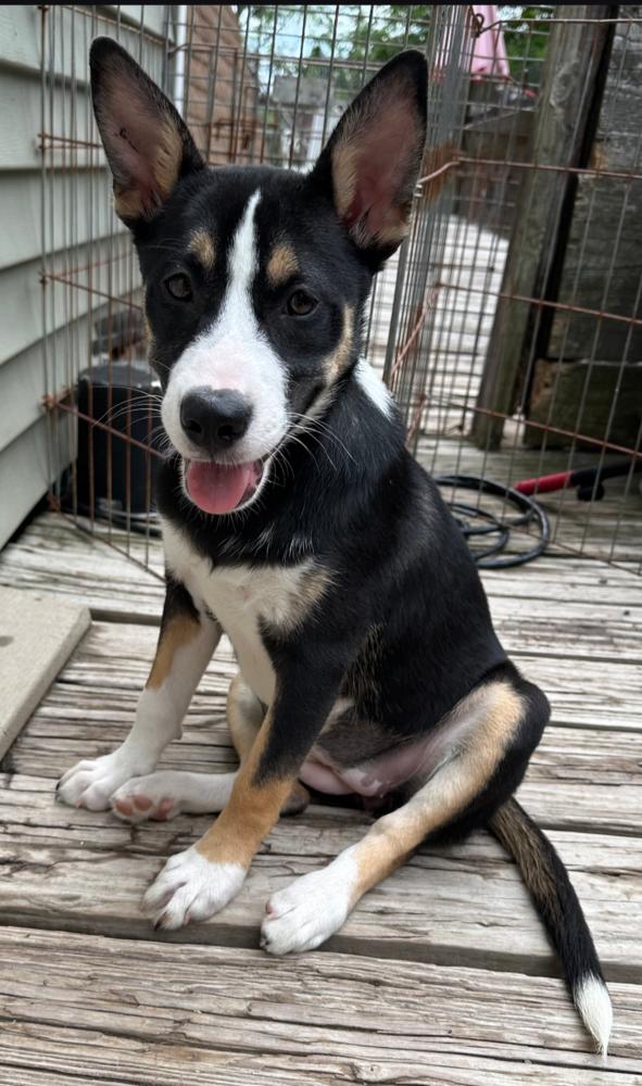 Enlarge KAYLI, a Adoptable mixed breed in Thompson, PA image 5/6