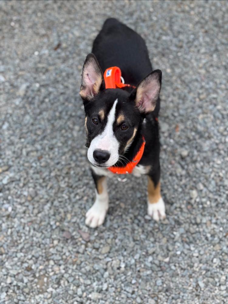 Enlarge KAYLI, a Adoptable mixed breed in Thompson, PA image 6/6