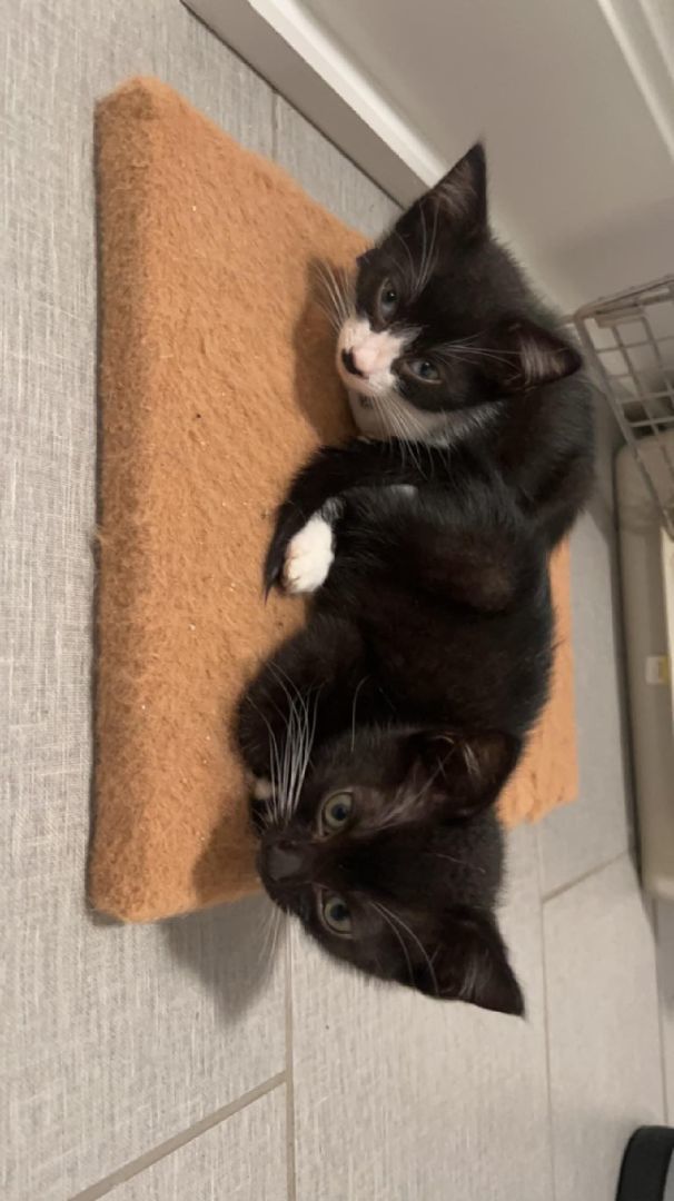 Momo, Adopted, Kitten Male American Shorthair.