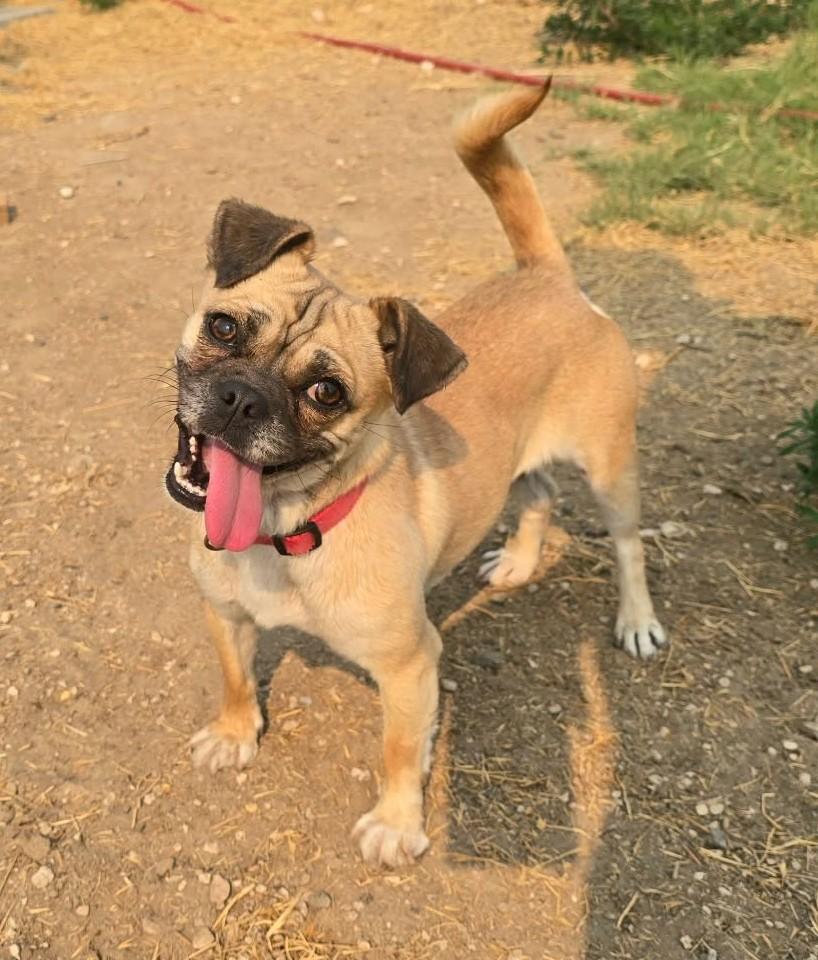 Luminos IN TRAINING AT LOCAL PRISON PROGRAM, Adoptable, Adult Male Pug.