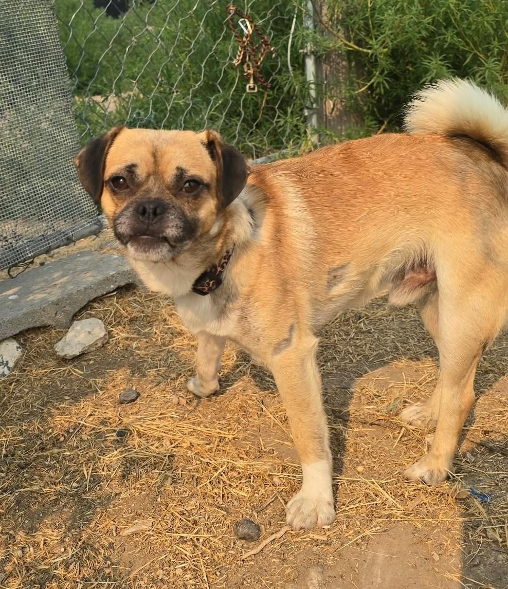 Enlarge Luminos IN TRAINING AT LOCAL PRISON PROGRAM, a Adoptable mixed breed in Othello, WA image 2/2
