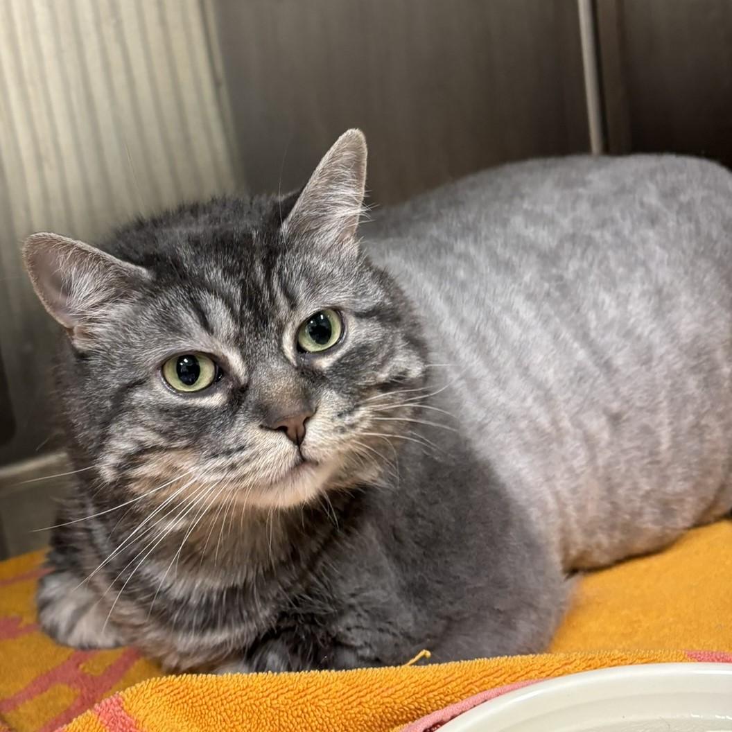 Audrey - adopt me for $20! I am on a diet!, an adoptable Domestic Short Hair in Mississauga, ON, L5C 4H4 | Photo Image 1