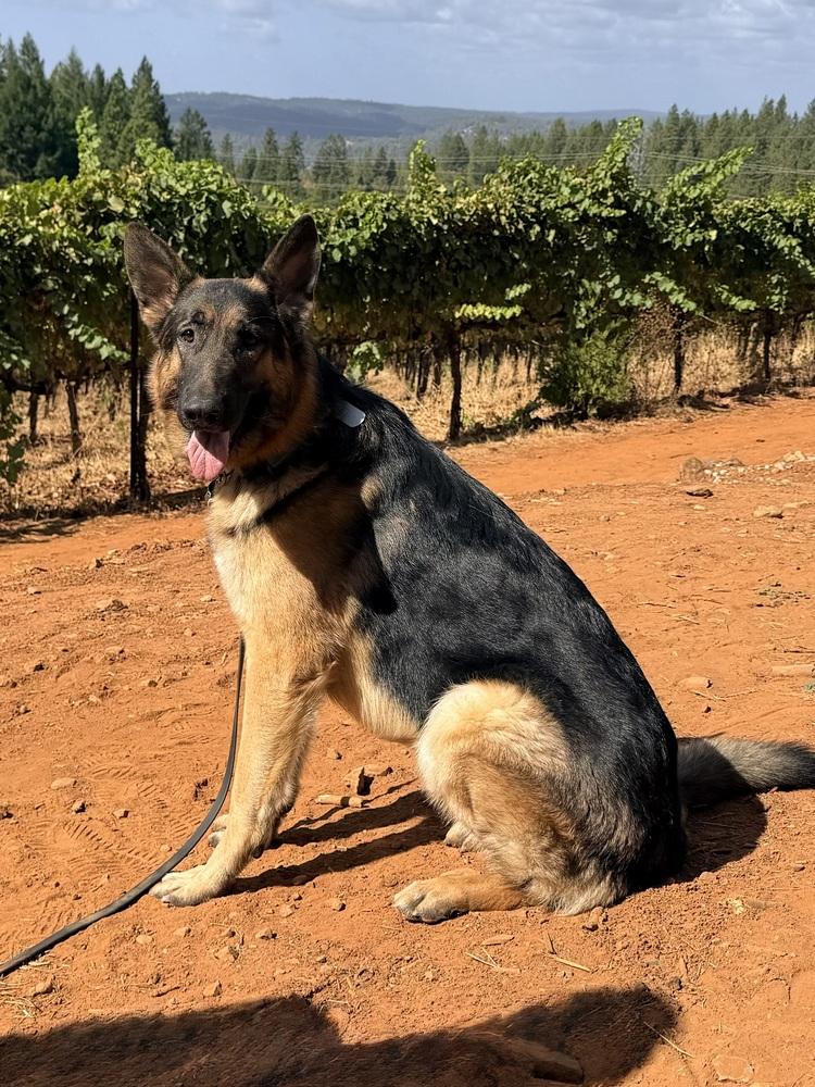 Merrick, Adoptable, Young Male German Shepherd Dog.