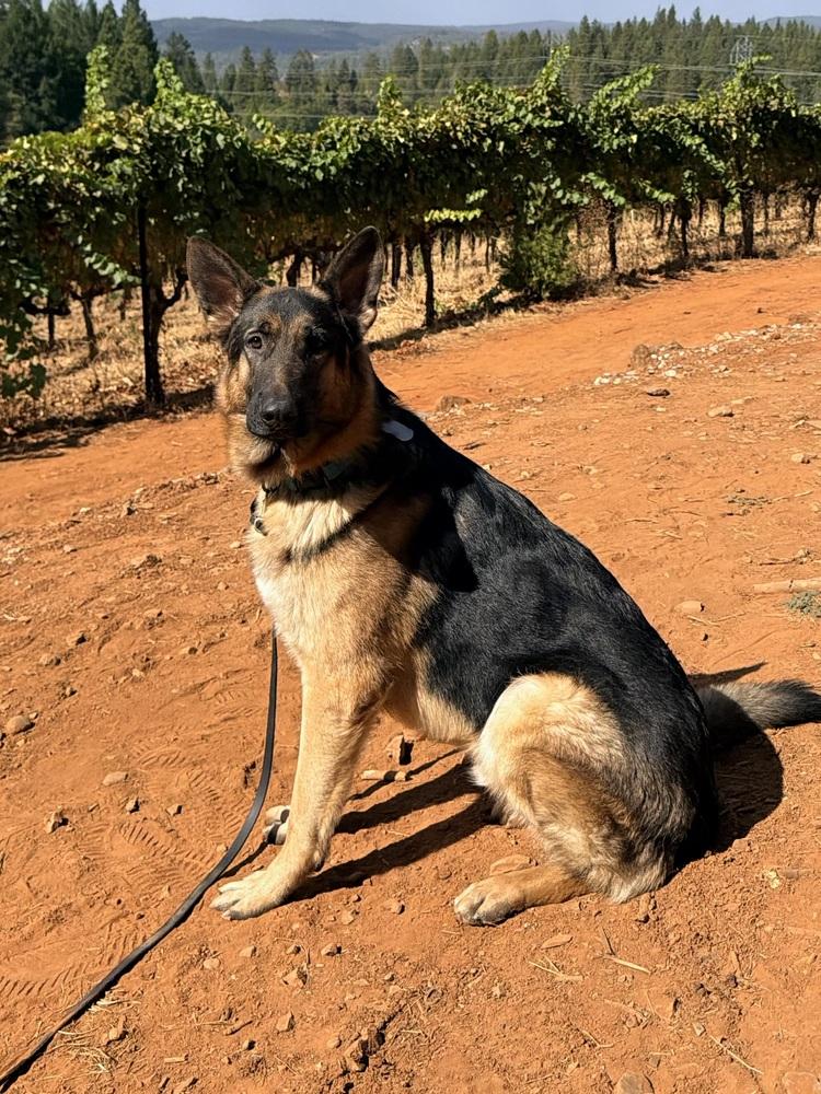 Enlarge Merrick, a Adoptable German Shepherd Dog in Shingle Springs, CA image 2/4