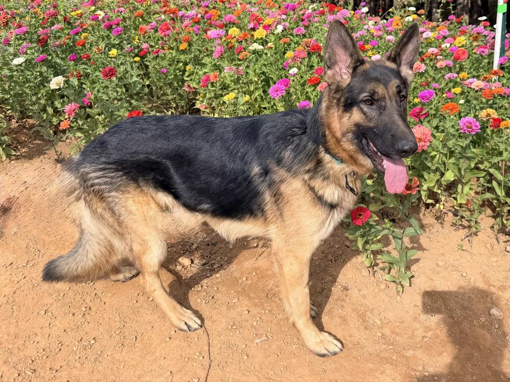 Enlarge Merrick, a Adoptable German Shepherd Dog in Shingle Springs, CA image 3/4