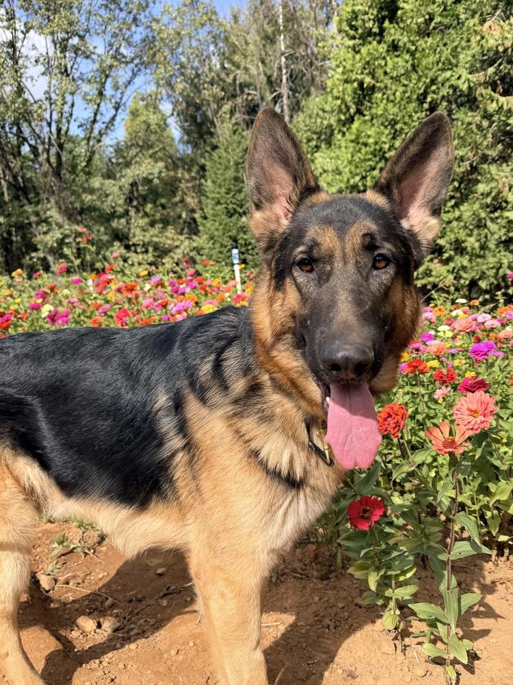 Enlarge Merrick, a Adoptable German Shepherd Dog in Shingle Springs, CA image 4/4