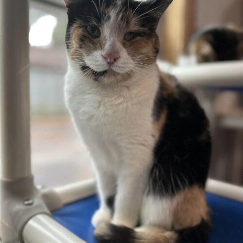 Enlarge Bouquet, a Adoptable Domestic Short Hair in Tipp City, OH image 2/7