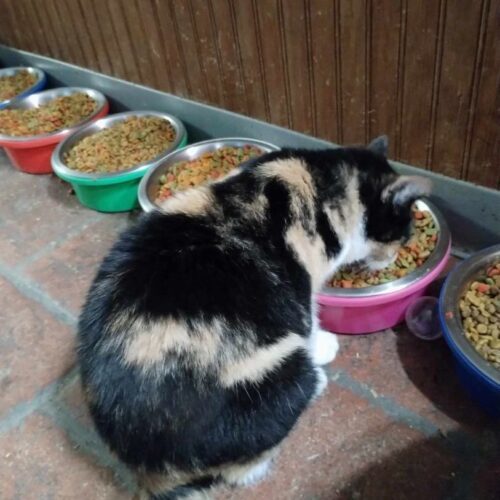 Enlarge Bouquet, a Adoptable Domestic Short Hair in Tipp City, OH image 7/7