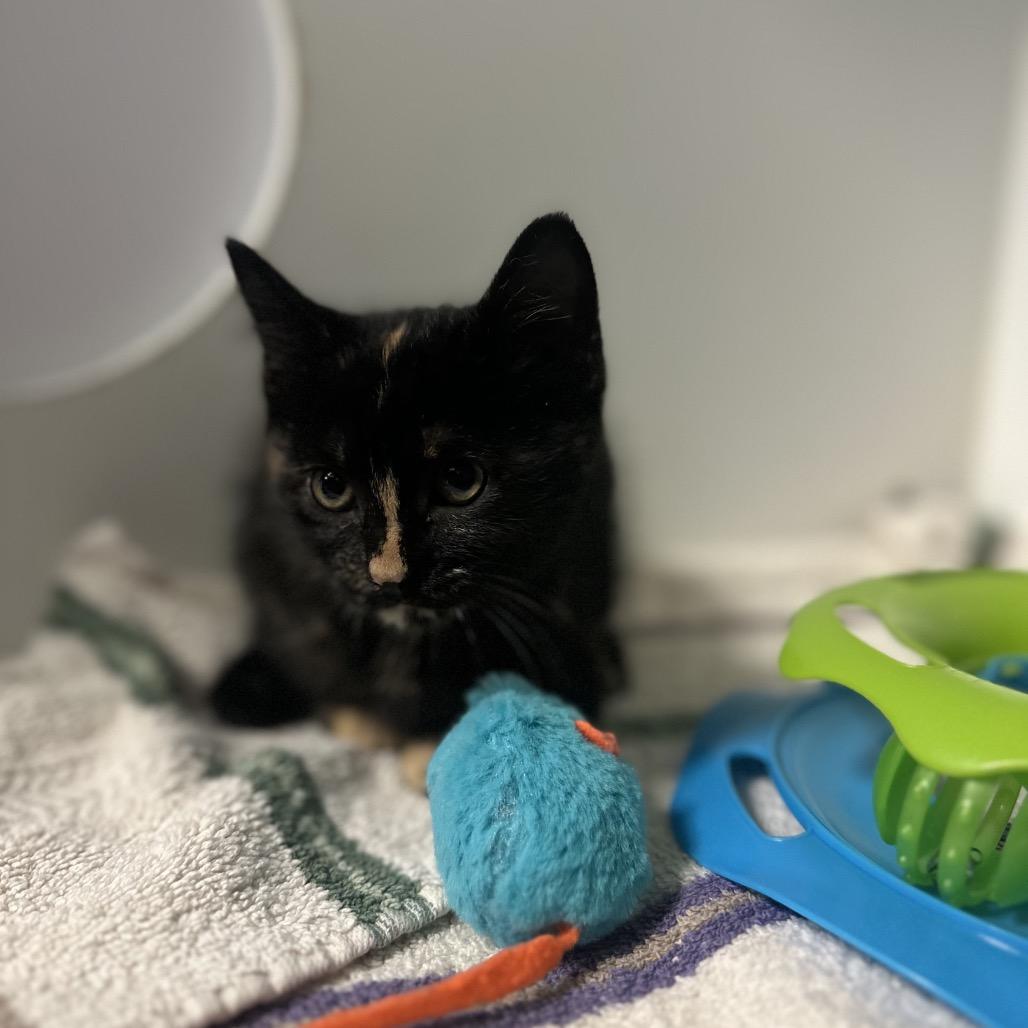 Chalupa, a ADOPTABLE Domestic Short Hair in Clinton, IL image 2/4