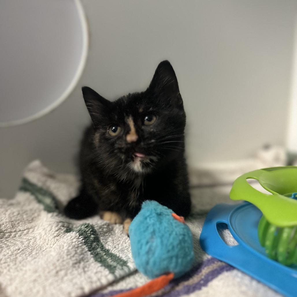 Chalupa, a ADOPTABLE Domestic Short Hair in Clinton, IL image 1/4