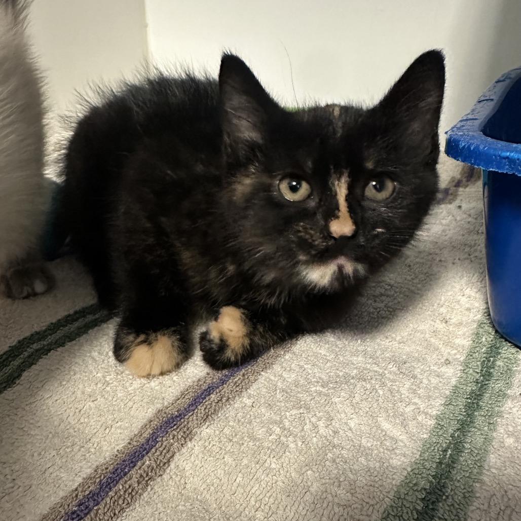 Chalupa, a ADOPTABLE Domestic Short Hair in Clinton, IL image 3/4