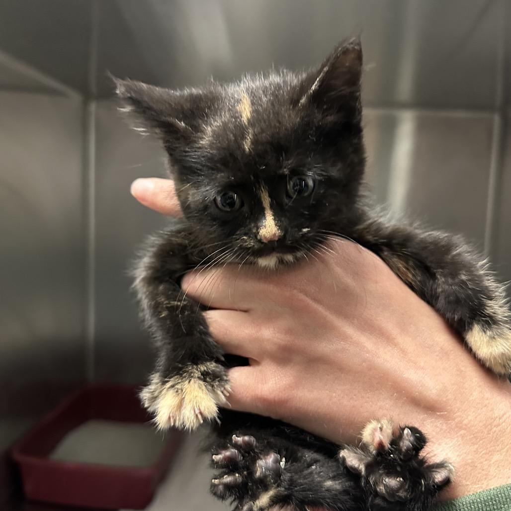 Chalupa, a ADOPTABLE Domestic Short Hair in Clinton, IL image 4/4