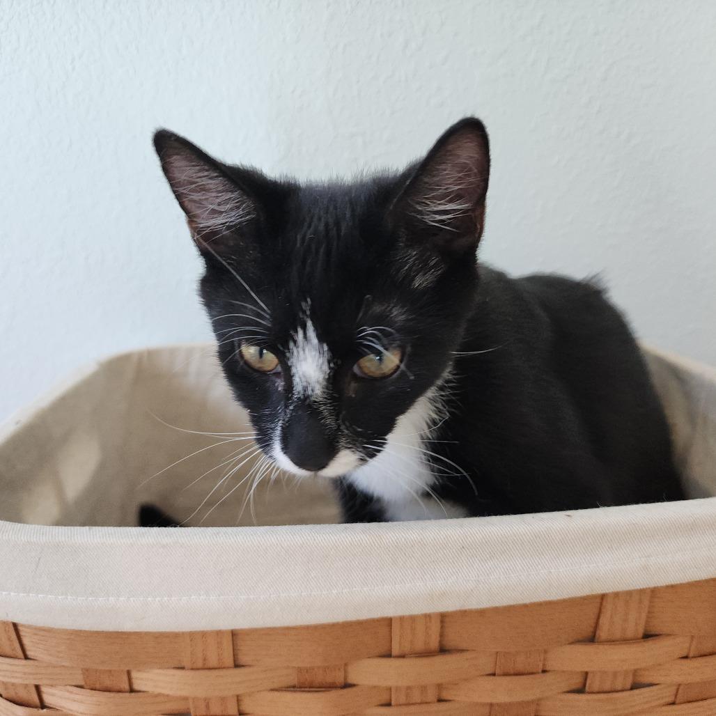 Enlarge Annie, a Adoptable Domestic Short Hair in Williston, FL image 1/4