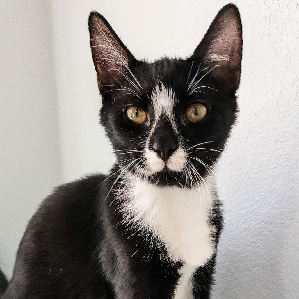 Enlarge Annie, a Adoptable Domestic Short Hair in Williston, FL image 2/4