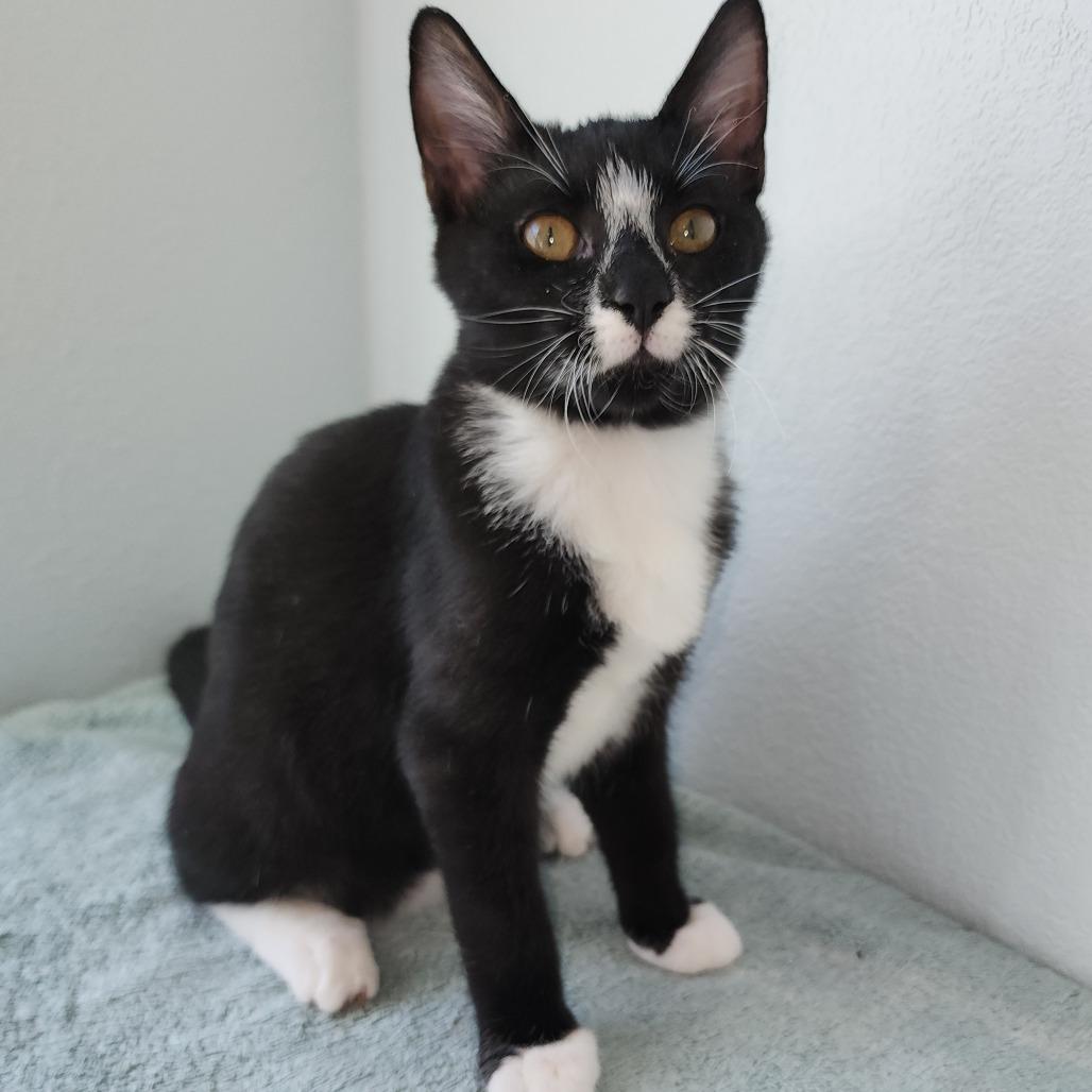 Enlarge Annie, a Adoptable Domestic Short Hair in Williston, FL image 3/4