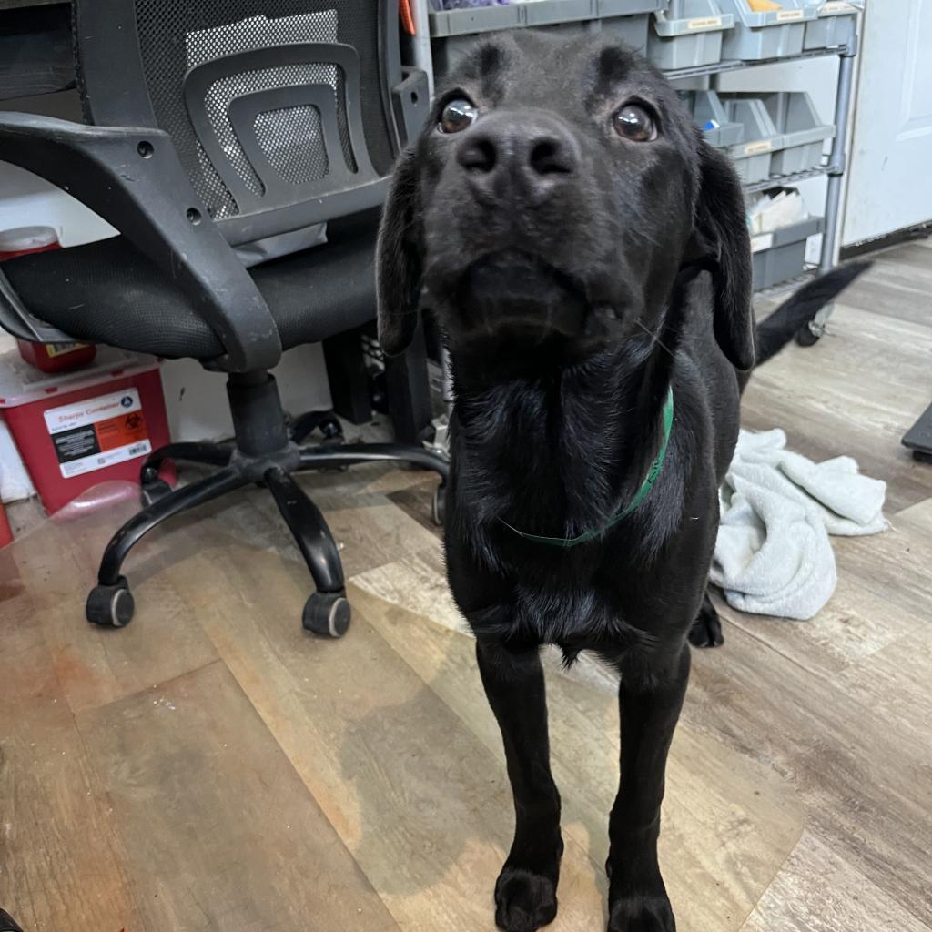 Kiwi, Adoptable, Adult Male Labrador Retriever.