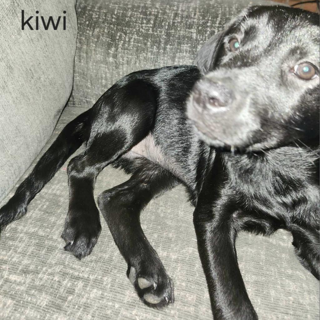 Enlarge Kiwi, a Adoptable Labrador Retriever in Laurel, MS image 2/3