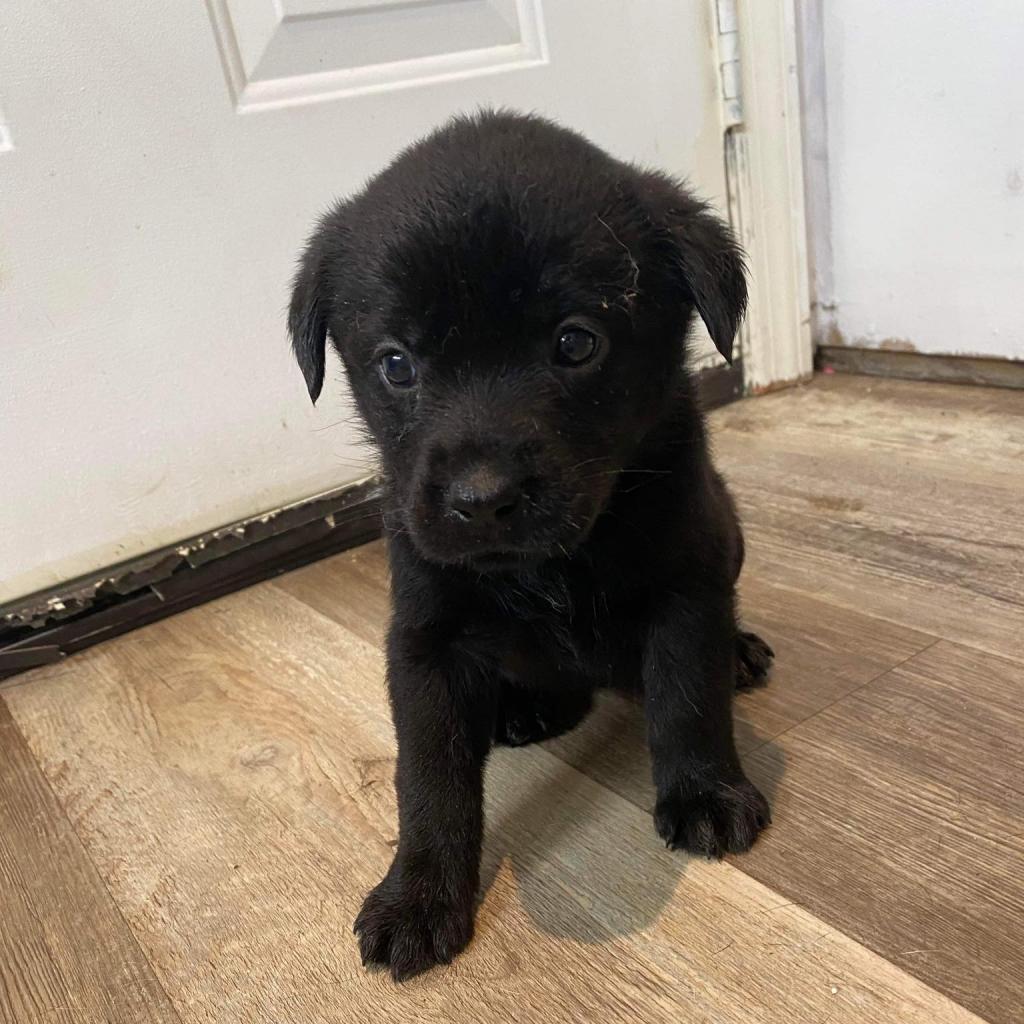 Enlarge Kiwi, a Adoptable Labrador Retriever in Laurel, MS image 3/3