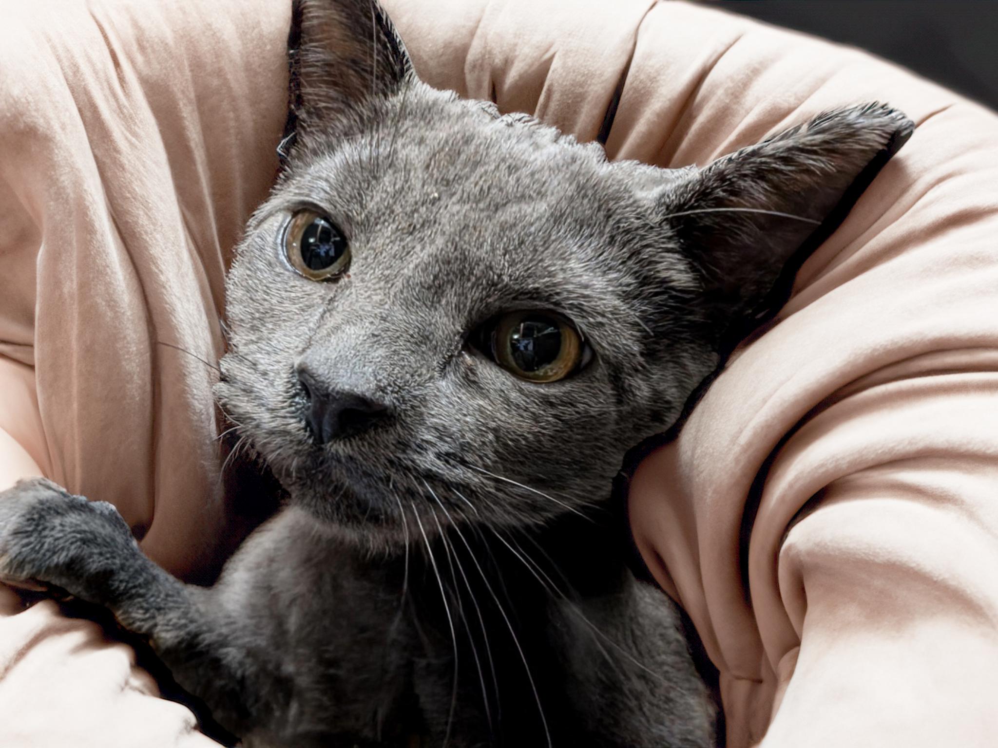 Enlarge Lentil, a Adopted mixed breed in Cedars, PA image 1/2