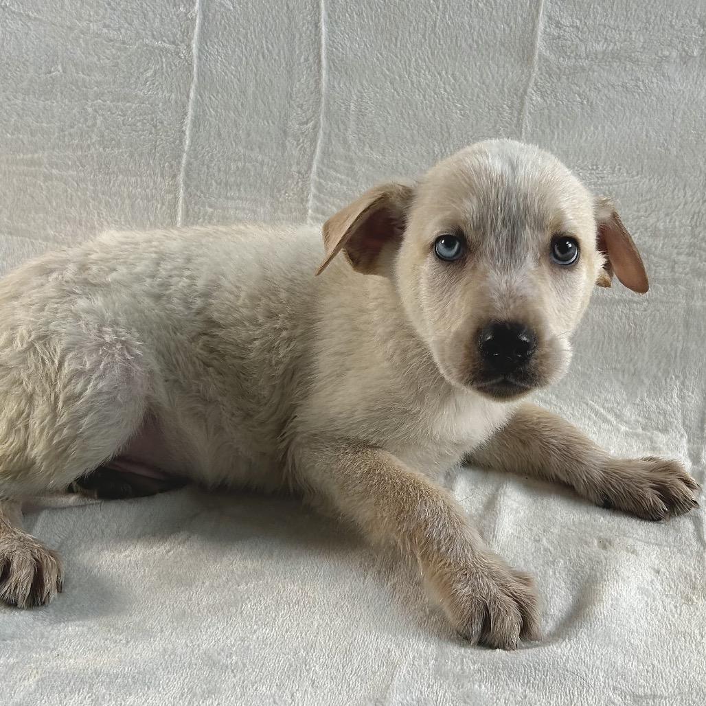 Enlarge Daffy, a Adoptable mixed breed in Johnson City, TN image 1/3